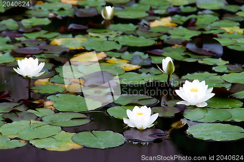 Image of Water Lily