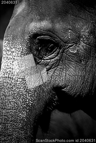 Image of Elephant