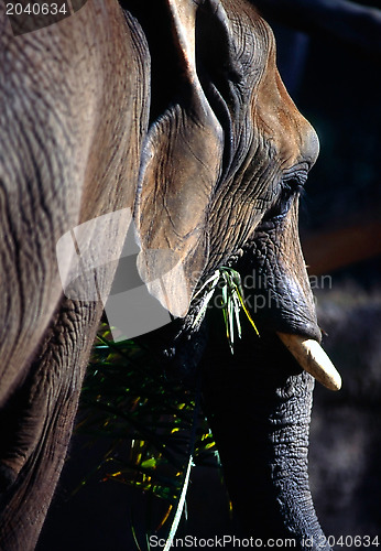 Image of Elephant