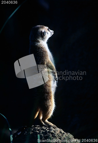 Image of Meerkat