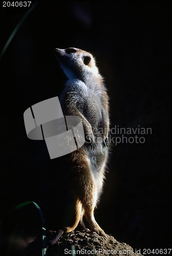 Image of Meerkat