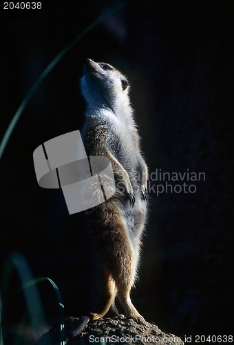 Image of Meerkat