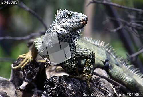 Image of Green Iguana