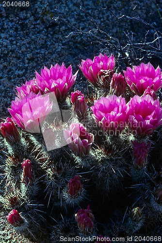 Image of Cactus Flower