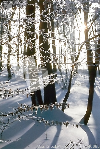 Image of Frosty Forest