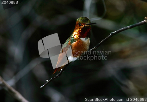 Image of Hummingbird