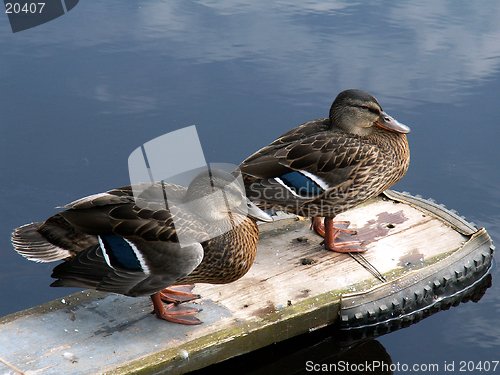 Image of two ducks