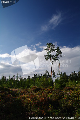 Image of The sky between the trees