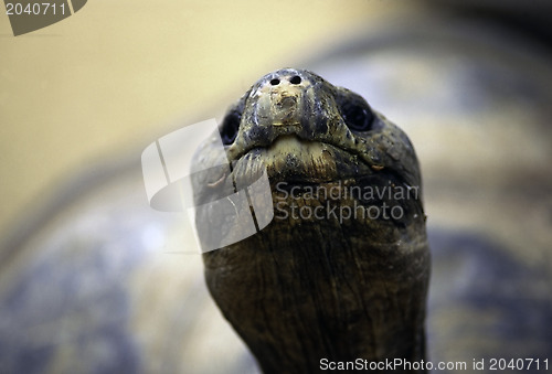 Image of Tortoise