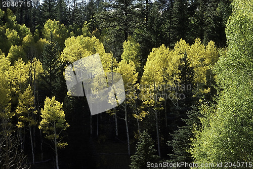 Image of Autumn Forest