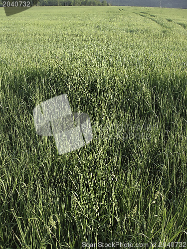 Image of Agricultural field