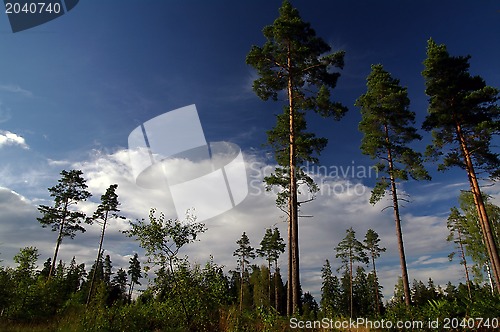 Image of The sky between the trees