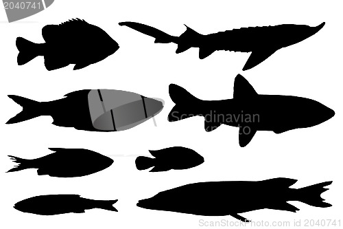 Image of Silhouette of the different fishes