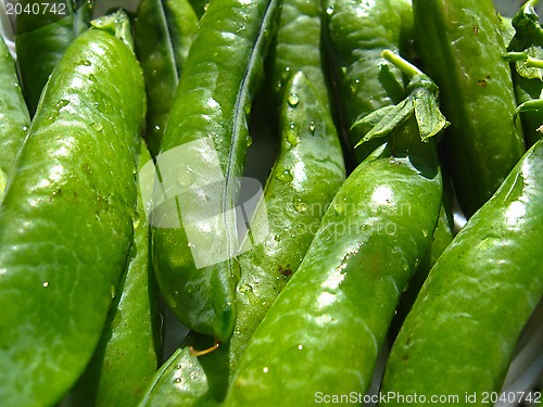 Image of Fresh green pods of peas