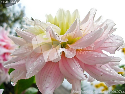 Image of a beautiful flower of Dahlia