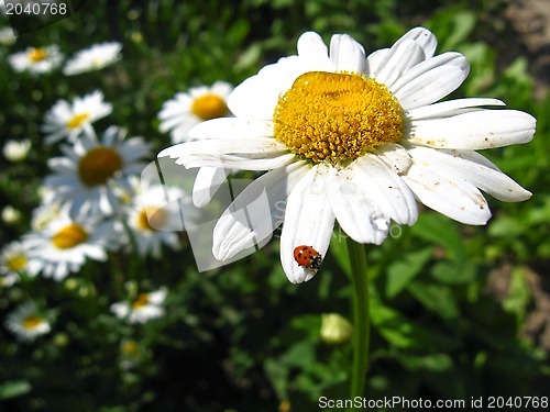 Image of a little ladybird on the white chamomile