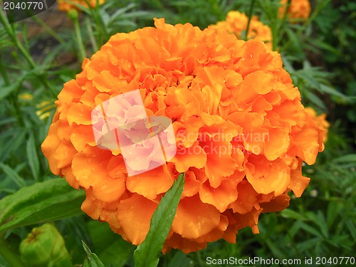 Image of A beautiful yellow flower of tagetes