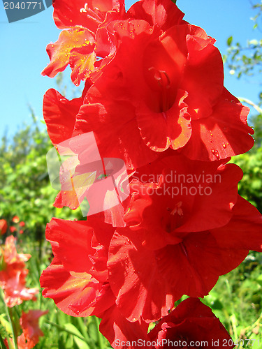 Image of a beautiful flower of gladiolus