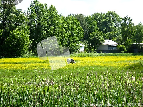 Image of Rural landscape with field and a horse