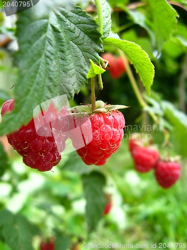 Image of the red  berries of raspberry
