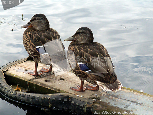 Image of ducks