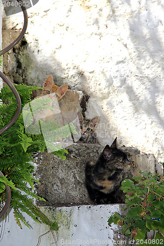 Image of Cat family