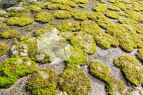 Image of rock covered in green moss