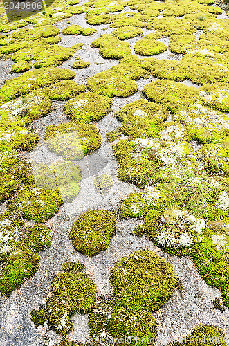 Image of rock covered in green moss