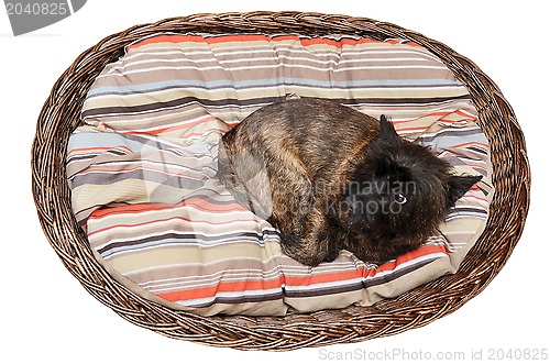Image of Cairn Terrier in her basket on the mattres