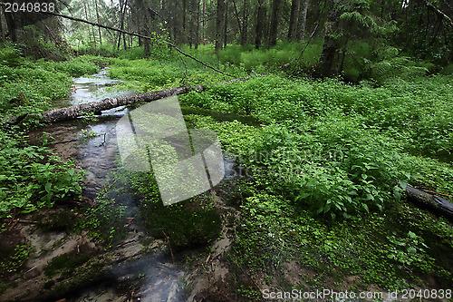 Image of river in the dark swampy forest