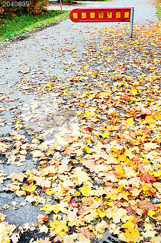 Image of fall of the leaves in town