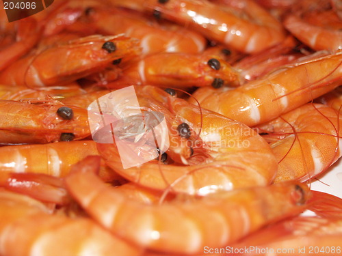 Image of Prawns