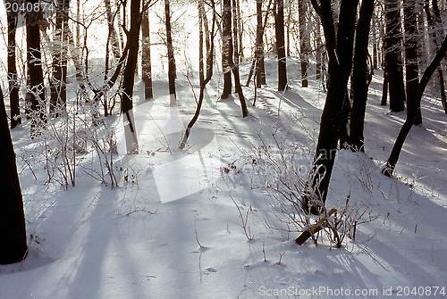 Image of Winter in forest