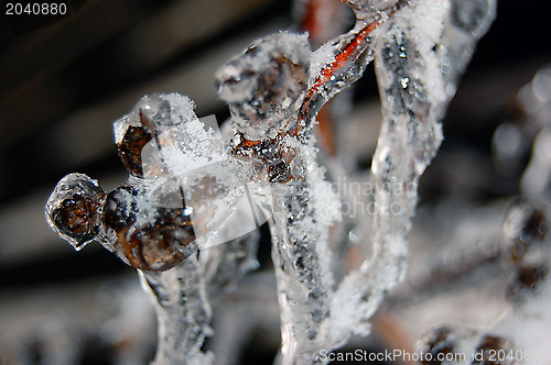 Image of Branch covered with ice