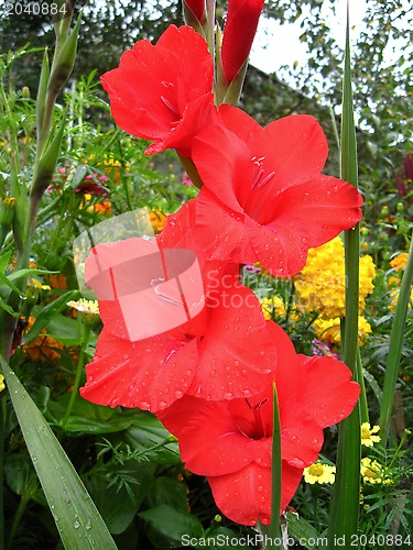 Image of a beautiful flower of gladiolus