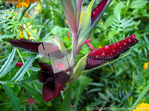 Image of a beautiful flower of claret gladiolus