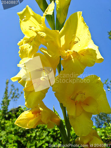 Image of a beautiful flower of gladiolus