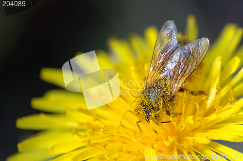 Image of Dandelion