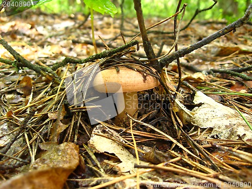 Image of mushroom in the moss