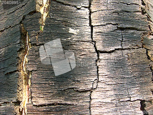 Image of Dark bark of a tree