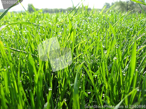 Image of Thrickets of a high green grass