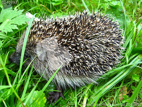 Image of The hedgehog in a grass