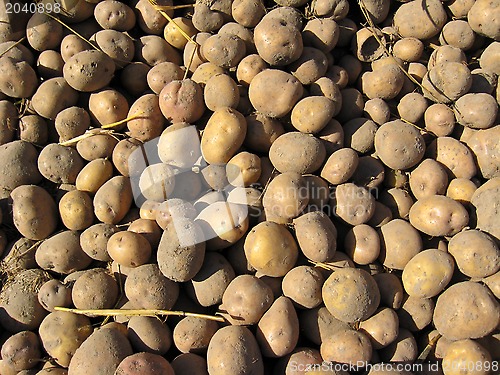 Image of the harvest of potatoes