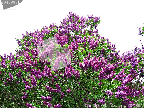 Image of Bush of a lilac