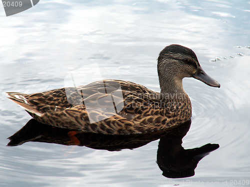 Image of duck