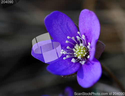 Image of Hepatica nobilis