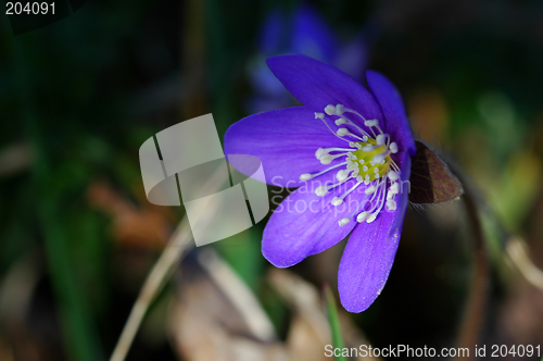 Image of Hepatica nobilis