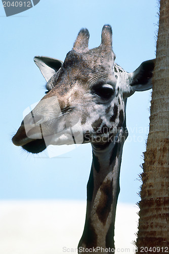 Image of Giraffe