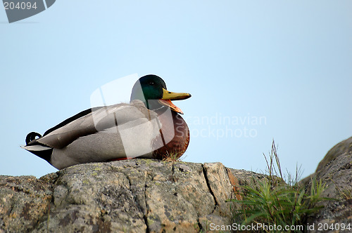 Image of Mallard