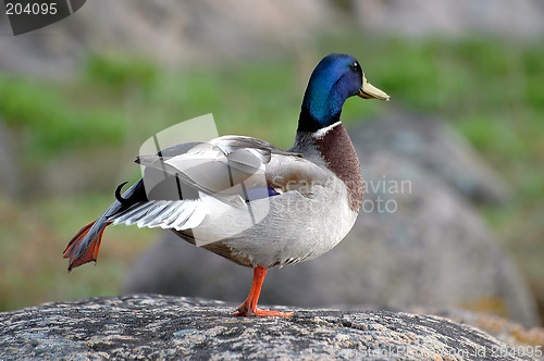 Image of Mallard